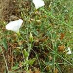 Calystegia macrostegia Tervik taim