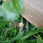 Hydrocotyle bonariensis Λουλούδι