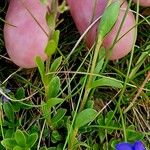 Veronica fruticans Corteccia