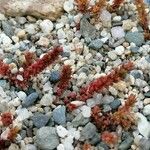 Crassula tillaea Habit