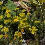 Petrosedum montanum Elinympäristö