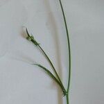 Crepis capillaris Leaf