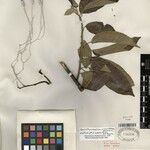 Sparattanthelium wonotoboense Traoù all