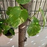 Epipremnum aureum Hoja