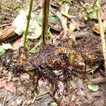 Coniogramme africana Otro