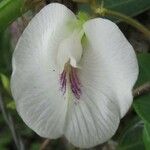 Clitoria falcata Flower