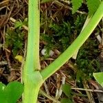 Actaea spicata Kora