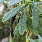 Echium thyrsiflorum ഇല