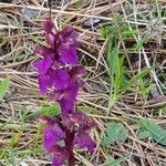 Orchis spitzelii 花