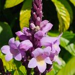 Phlogacanthus turgidus Flower