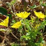 Hypecoum procumbens Habit