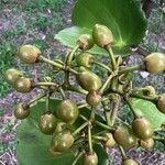 Cissus rotundifolia Frukt
