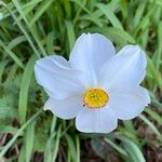 Narcissus poeticus Flower