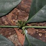 Oxyanthus laxiflorus Cvet