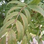 Sorbus domestica ഇല