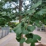 Ginkgo bilobaLeaf