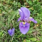 Iris unguicularis Цветок