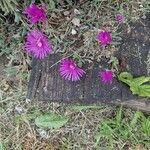 Delosperma cooperiFlower