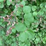 Syringa pubescens Leaf