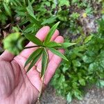 Lilium michiganense Feuille