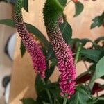 Veronica paniculata Květ