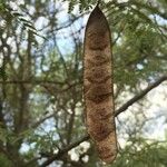 Albizia brevifolia Meyve