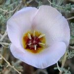 Calochortus flexuosus Blodyn