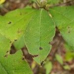 Rhododendron canescens Hoja