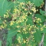 Cotinus coggygriaFlower