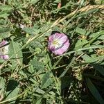 Convolvulus arvensisFlower