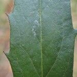 Hieracium sabaudum Leaf