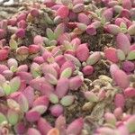 Sesuvium portulacastrum Tervik taim
