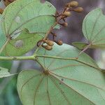 Piliostigma thonningii Φύλλο