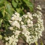 Parthenium integrifolium Çiçek