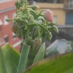 Cotyledon orbiculata Цвят