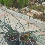 Hesperaloe parviflora 葉