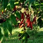 Rhus glabra Blad