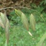 Chasmanthium latifolium Плод