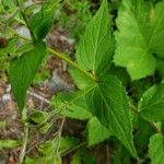 Nothochelone nemorosa Feuille