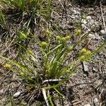 Carex flava फूल