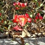 Chaenomeles japonica Çiçek