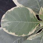 Nicotiana tomentosa Blad