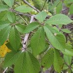 Schinziophyton rautanenii Hoja