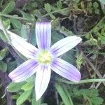 Romulea ramiflora Floare