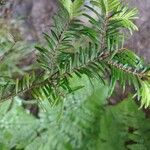 Abies fraseri Delienn