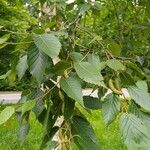 Betula utilis Лист