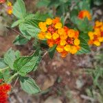 Lantana × strigocamara 花