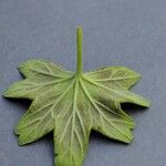 Pelargonium inquinans Blad