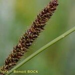 Carex binervis Frukt