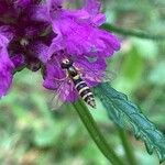 Betonica officinalis Flower